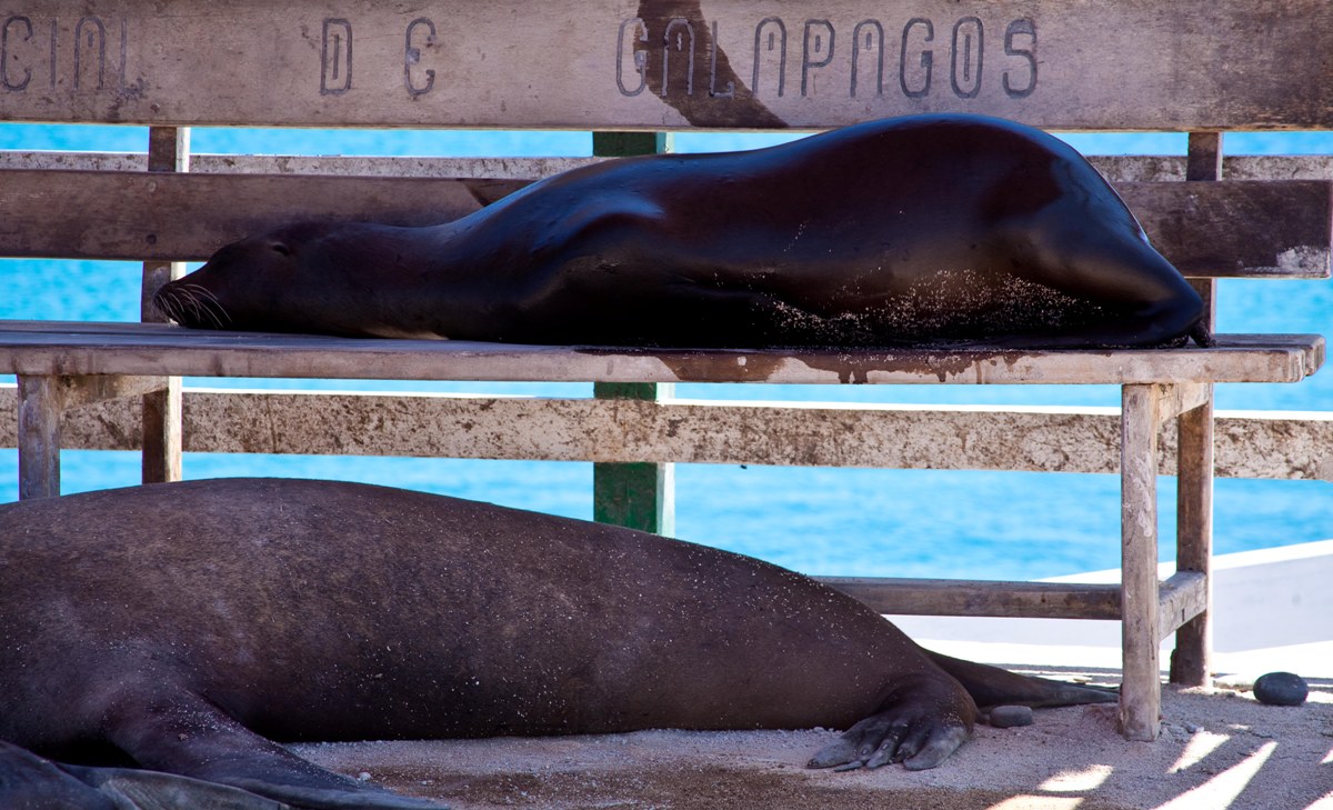 Seals on a Galapagos Cruise